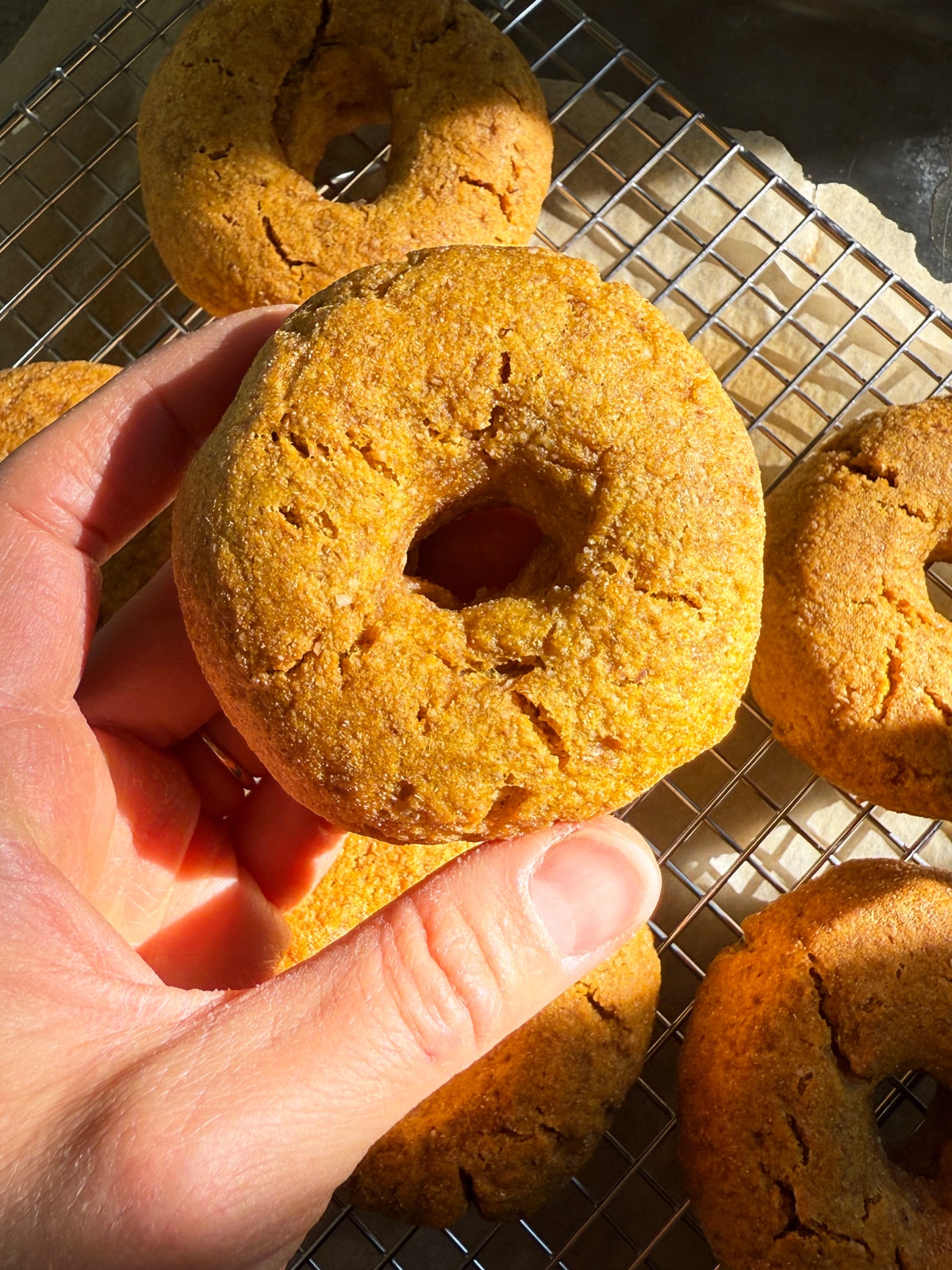 Holding a pumpkin bagel to show the size.